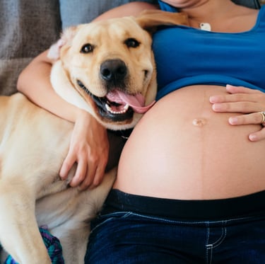 pregnant dog and woman