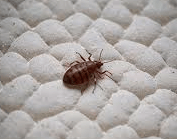 Punaises de lit