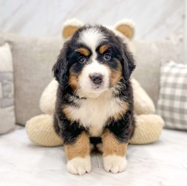 Bernese Mountain puppies for sale