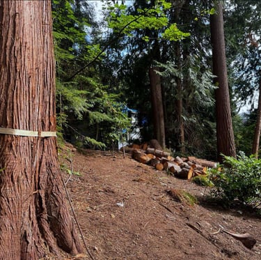 Tree trunk rounds and stumps are being stacked and removed from a woodsy property in Lynnwood