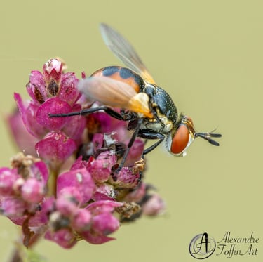 Aller à la page Autres Insectes, qui dévoilent leur beauté et leur différence pour les aimer +