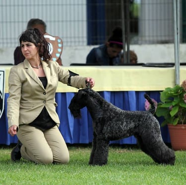 peluquería canina de exposición