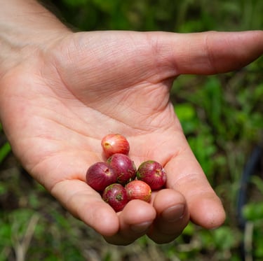 Hand holding a small cluster of fresh, ripe coffee cherries on a farm.