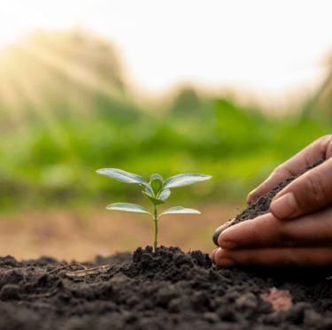 the plant is planting