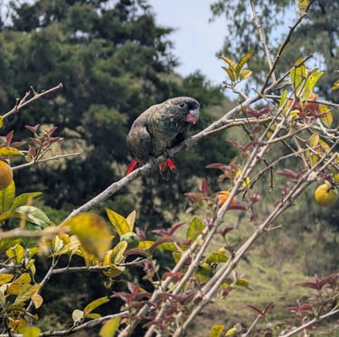 A dusky parrot perched on a tree branch with red tail feathers visible among green foliage.