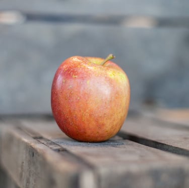 Pomme Fuji bio mûre cultivée dans le verger familial en Savoie