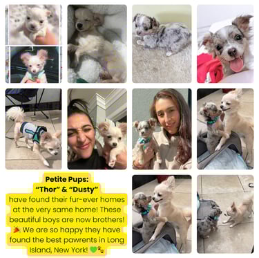 Past “Petite Pups” Puppies With Their New Owners + 5 Star Customer Reviews!