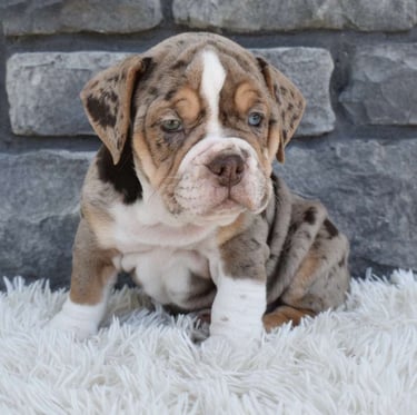 baebull puppies for sale