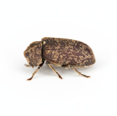 Vrillette des bois Vaud