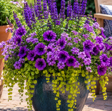 Vibrant purple petunias and salvia flowers in a ceramic planter with trailing lime green foliage.
