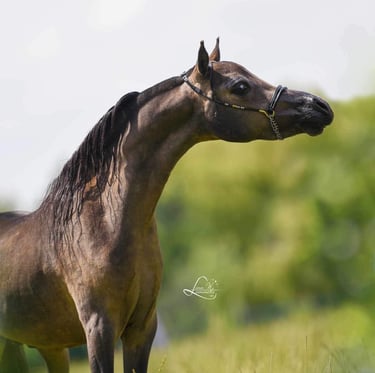 AMHA stallion etalon miniature américain