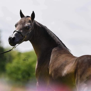 AMHA stallion etalon miniature américain