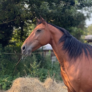 Poulinière jument mare Selle Francais