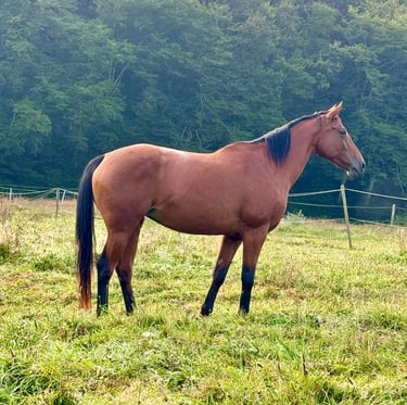 Poulinière jument mare Selle Francais