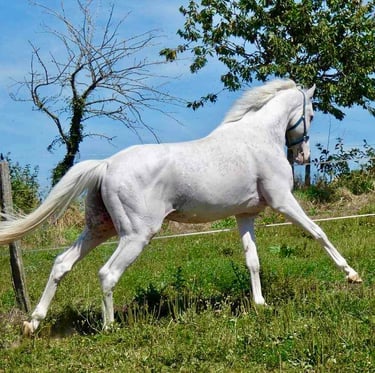 stallion etalon cross contry pur sang arabe