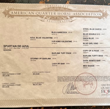 americain stallion quarter horse etalon blue roann