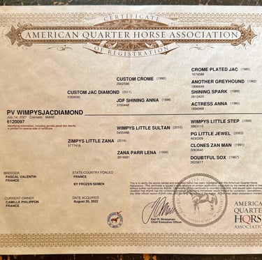 americain mare quarter horse