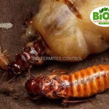 Macro view of a physogastric subterranean termite queen being tended by workers and soldier.