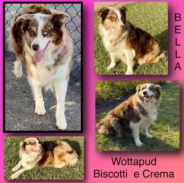 Chocolate Merle Border Collie Pedigree 