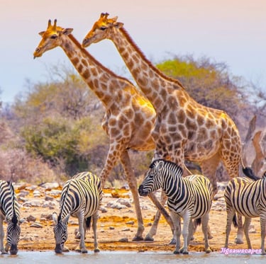Giraffe and zebra drinking water at a river in Mikumi National Park during a Tanzania wildlife safari.