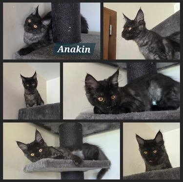 maine coon Black smoke