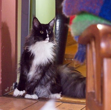 Arod Bashabas Clan's male maine coon besancon
