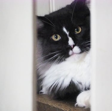 Arod Bashabas Clan's male maine coon besancon
