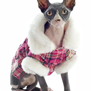 Un gato Sphynx sin pelo que lleva un abrigo de invierno a cuadros rosa  con ribete blanco sintetico