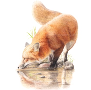 Colored pencil drawing of a red fox drinking water from a reflective pond on white background.