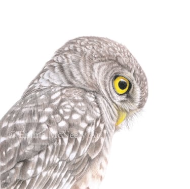 Original colored pencil wildlife portrait of a little owl by Emma McNeely.