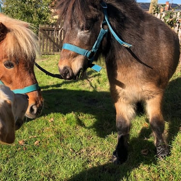 apprendre les émotions avec les poneys