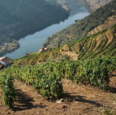Vista de vinhas de Portugal.