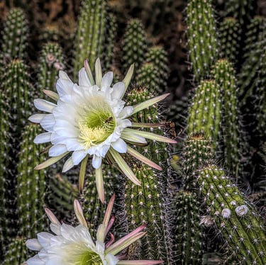 Two white flowers on a cactus plant that is called sherpent cactus