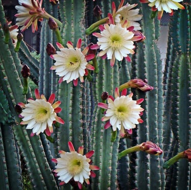 a flowering cactus that is called Peruvian Apple cactus