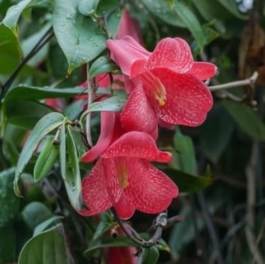 two bright red South American flowers