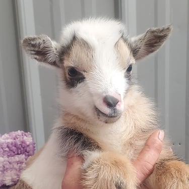 Buckling at 2 days old