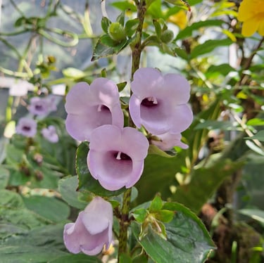 durabe flowers with purple flowers in a greenhouse
