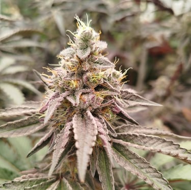 Fleur de CBD indoor premium cultivée en Bretagne