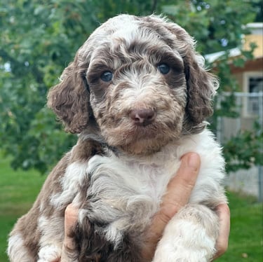 caniche royal brown and white