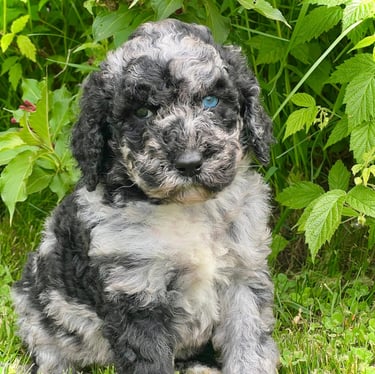 caniche royal blue eye