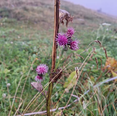 four Alpine Tistles growing in a grass landscape