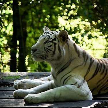 Tigre blanc au ZooParc de Beauval