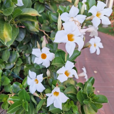 a bush green bush with Chilean-Jasmine flowers
