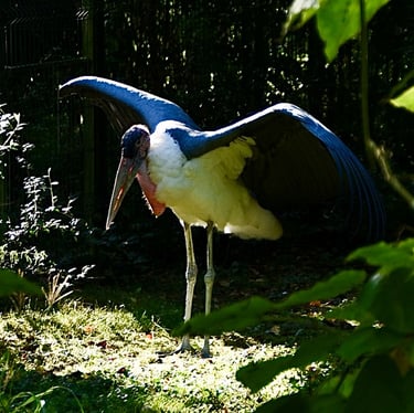 Marabout d'Afrique au ZooParc de Beauval