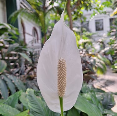 another flowering Peace Lily