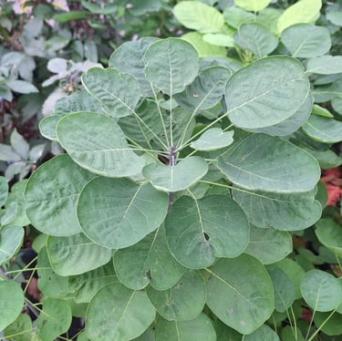 a Smoke Bush plant with a leafy green leaves