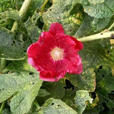 a big red Indian flower on a green leafy plant