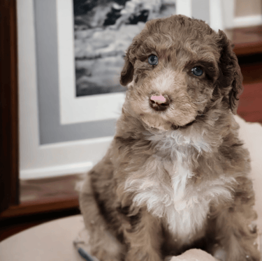 caniche royal chiots brun