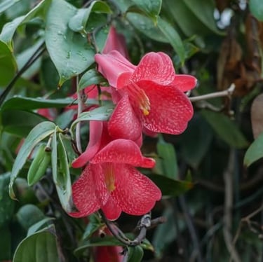 two red and bell shaped Lapageria flowers