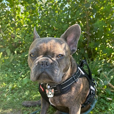 Portrait photo de Maud Portrait de Paco, de Soleado studio. Studio de graphisme à Liège